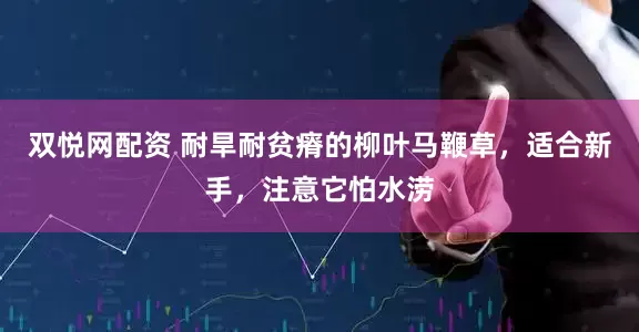 双悦网配资 耐旱耐贫瘠的柳叶马鞭草，适合新手，注意它怕水涝